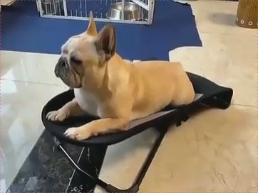 Adjustable Pet Rocking Chair
